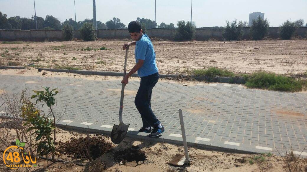 shajar tasojj (7).JPG